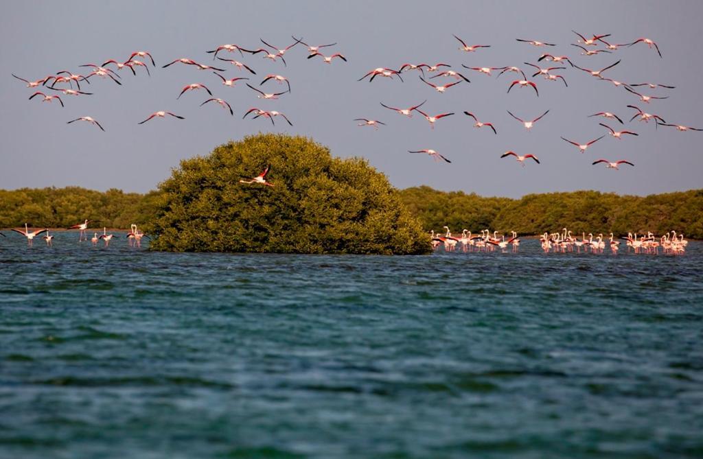 Flamingo Beach Hotel Umm al-Quwain Luaran gambar