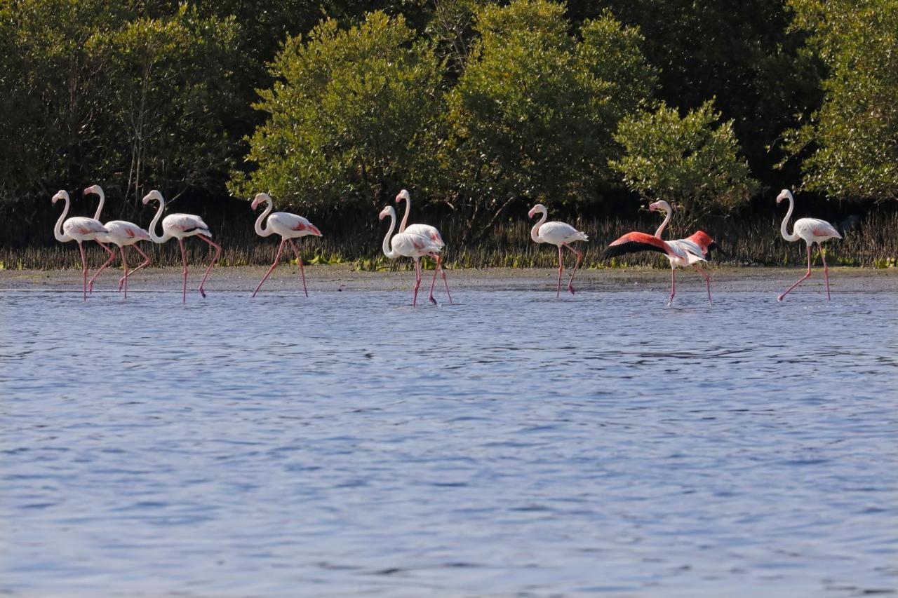 Flamingo Beach Hotel Umm al-Quwain Luaran gambar